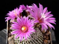 Thumbnail of 1626_Turbinicarpus pseudopectinatus_20160410_01(1).JPG